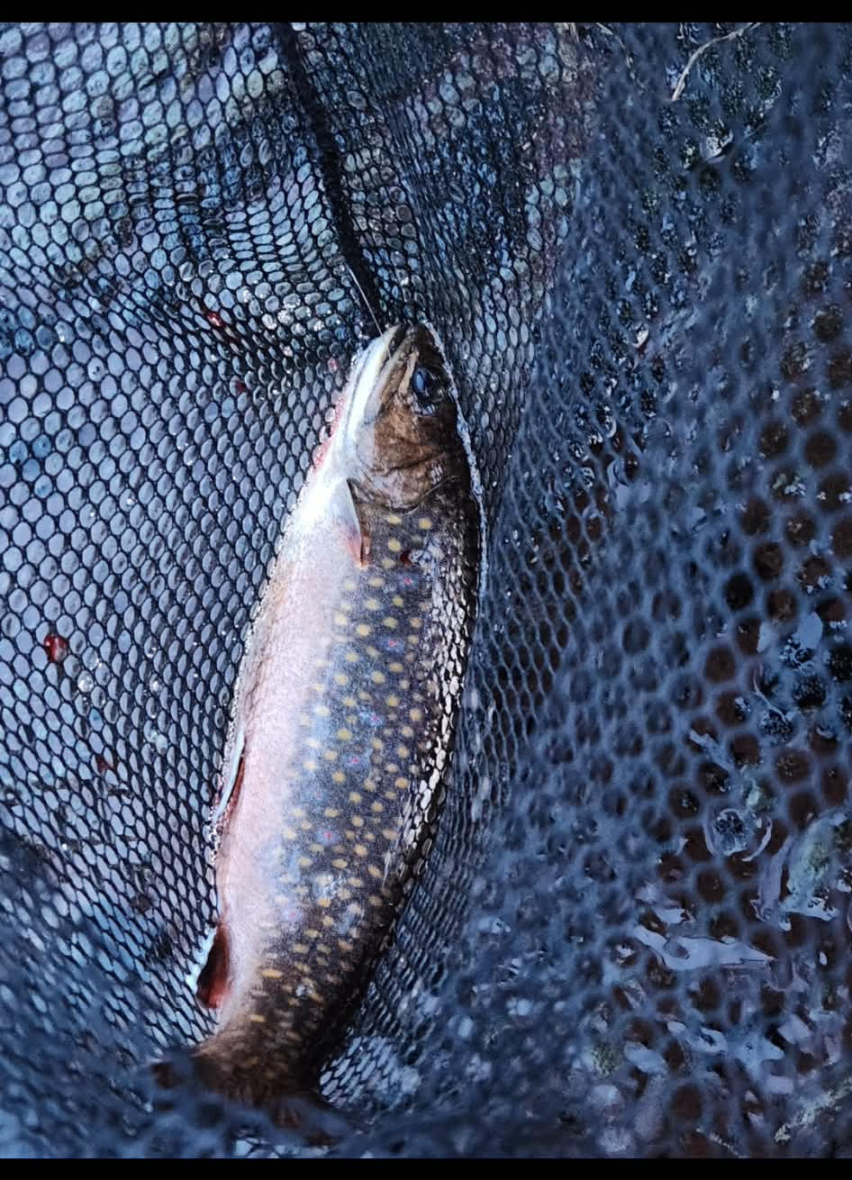 Brook trout in a net