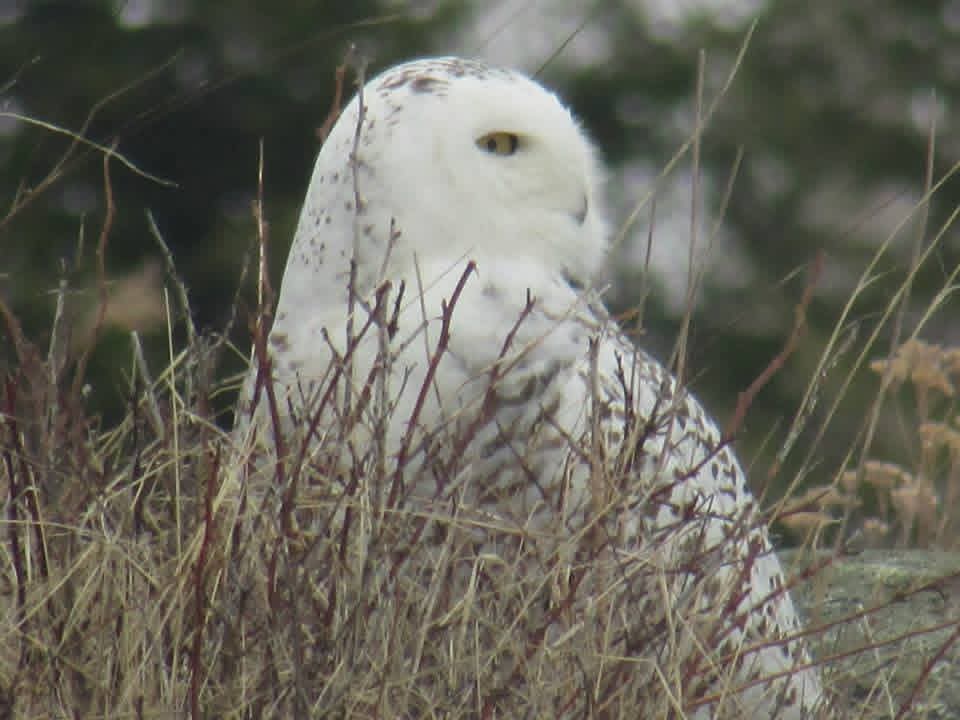 Snowy owl in the grass
