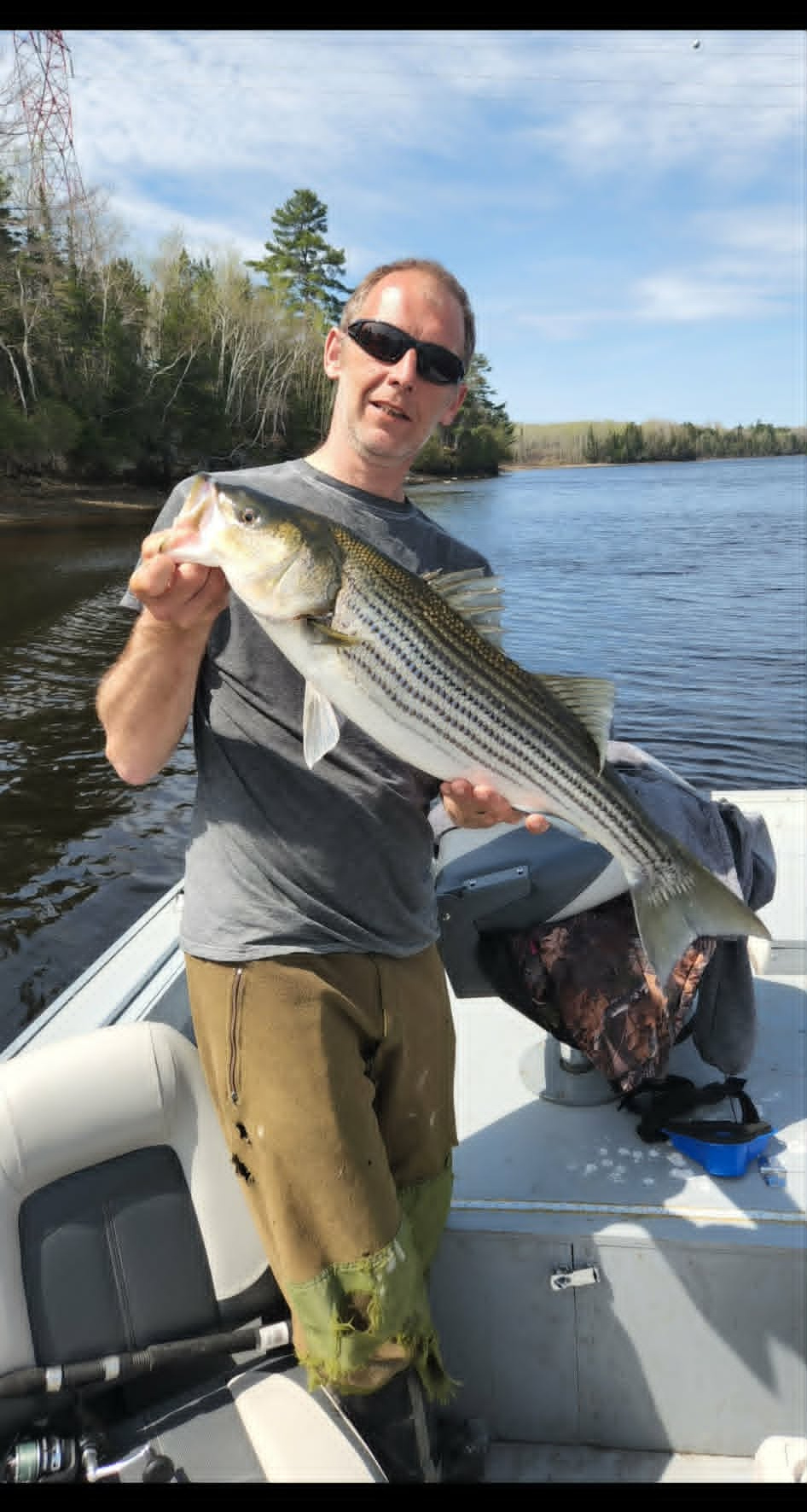 Angler holding a striped bass on the river