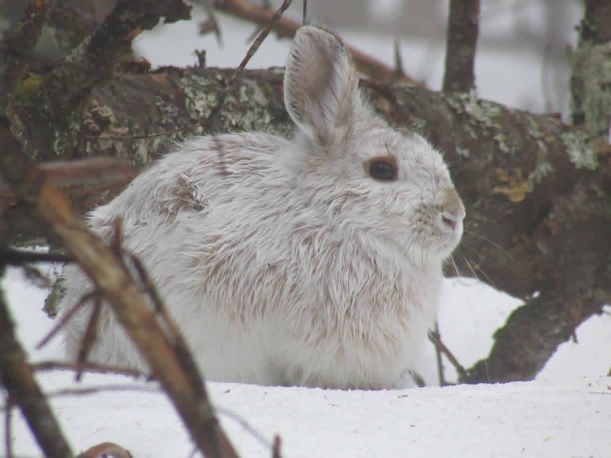 Snowshoe hare in the winter woods