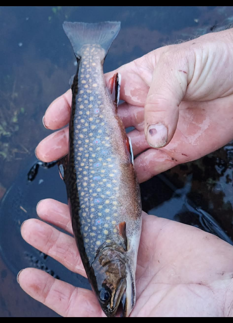 Brook trout held in hand