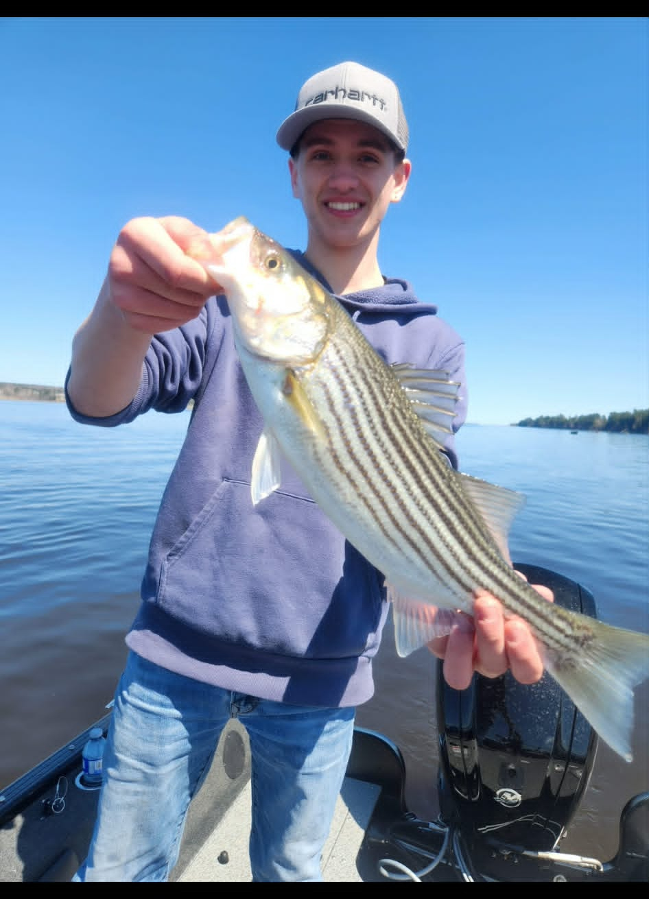 Angler holding a striped bass on a sunny day